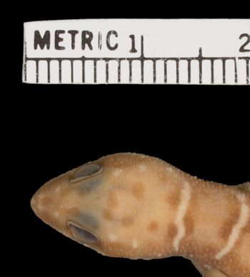 Media type: image;   Herpetology R-31575
